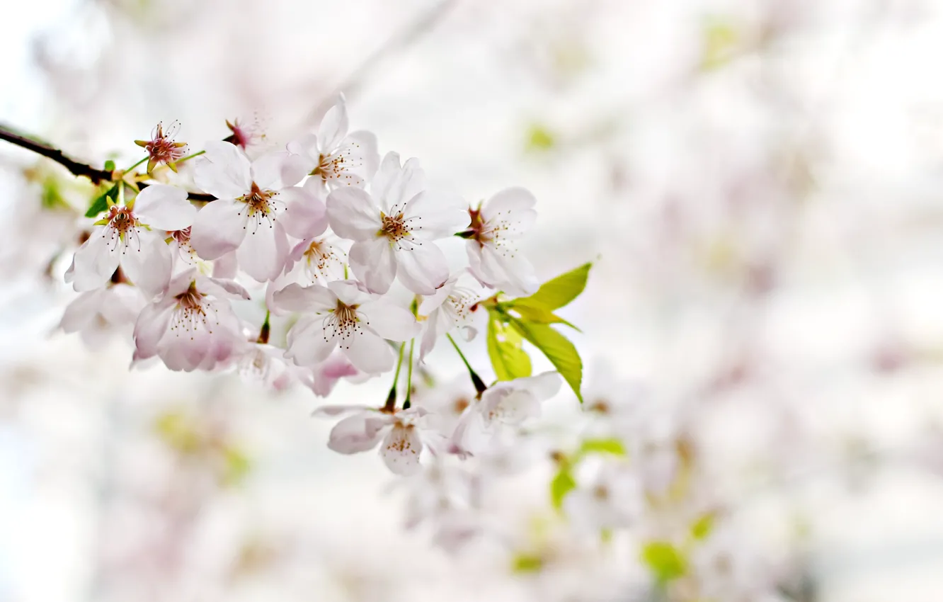 Фото обои flower, cherry, spring, cherry blossom