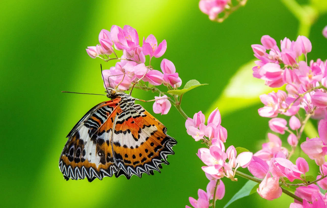 Фото обои макро, цветы, фон, бабочка