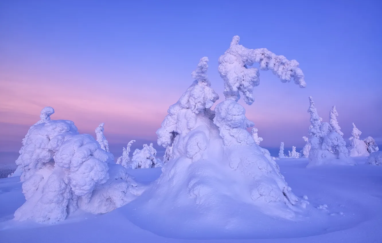 Фото обои зима, деревья, пейзаж, природа, утро, ели, Финляндия, снега, Максим Евдокимов