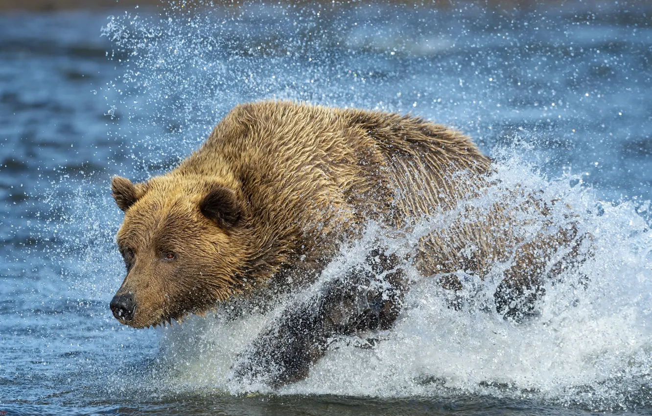 Фото обои река, медведь, зверь