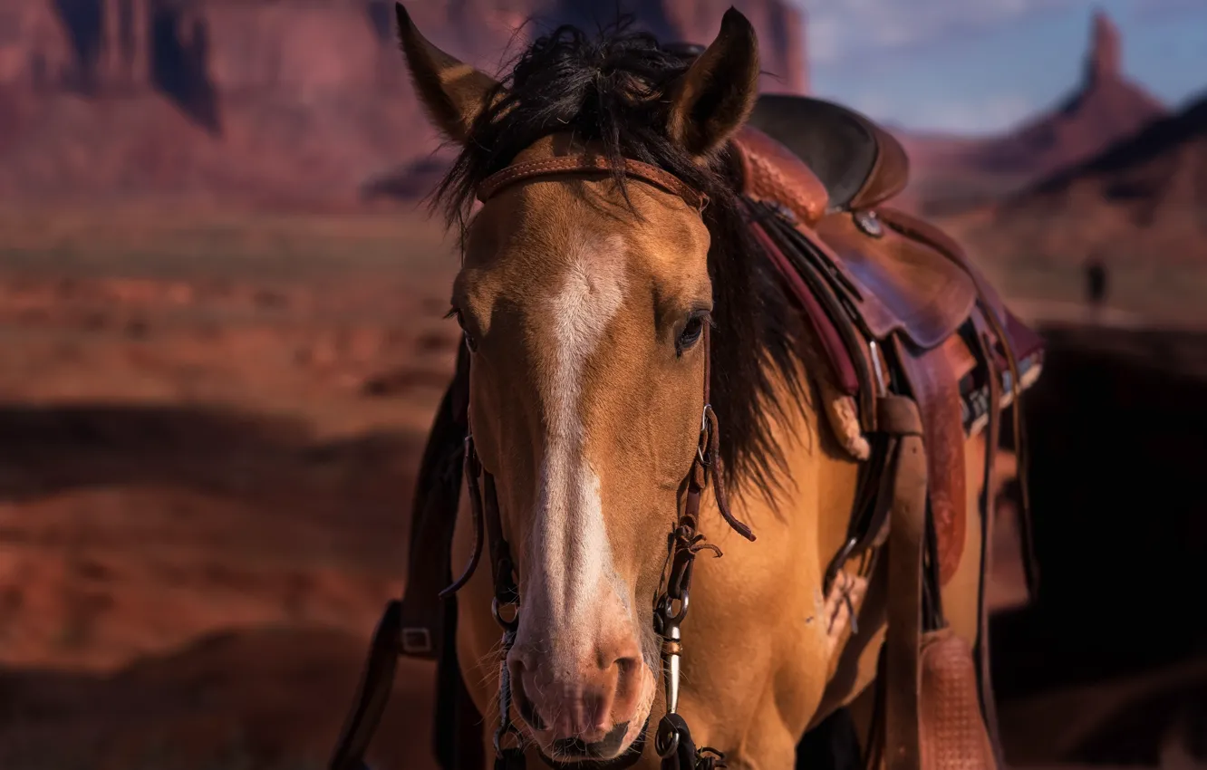 Фото обои морда, конь, лошадь, седло