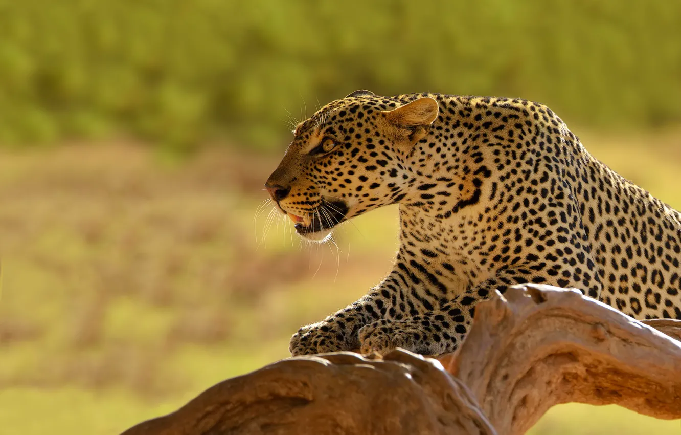 Фото обои фон, хищник, леопард, коряга, Кения, дика кошка