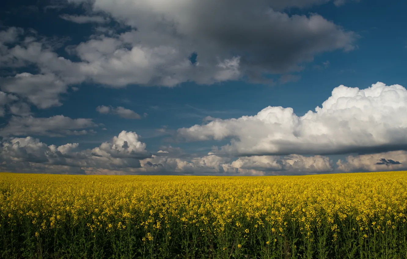 Фото обои поле, небо, облака, желтый, природа