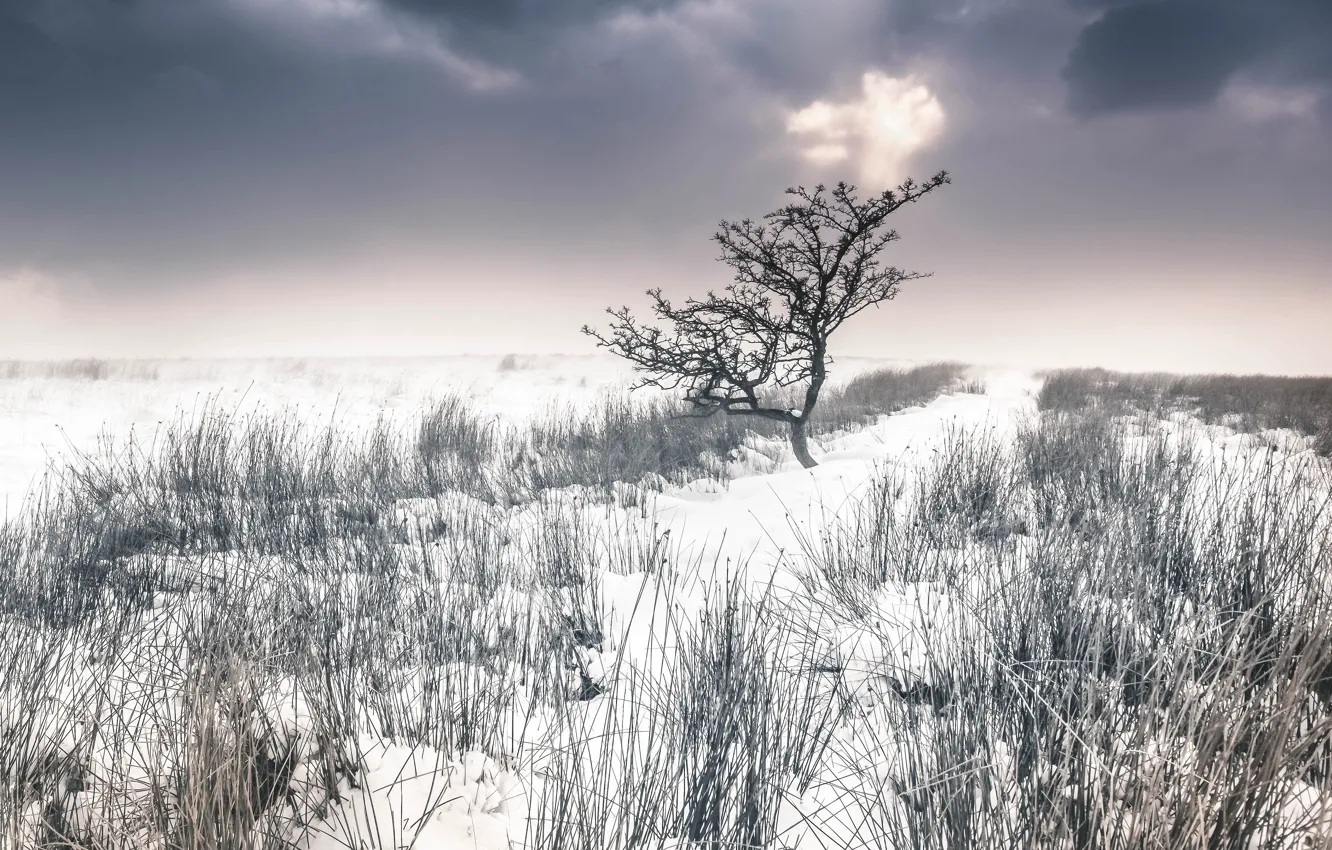 Фото обои зима, поле, небо, облака, снег, ветки, тучи, природа, дерево, пасмурно, куст, даль, горизонт, простор, деревце, …