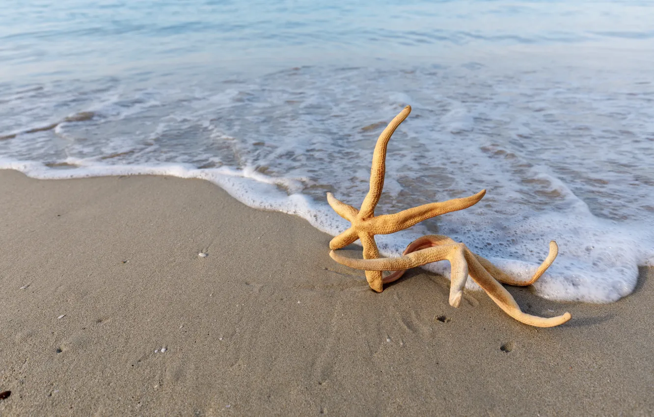 Фото обои песок, море, пляж, звезда, summer, beach, sea, морская, sand, starfish
