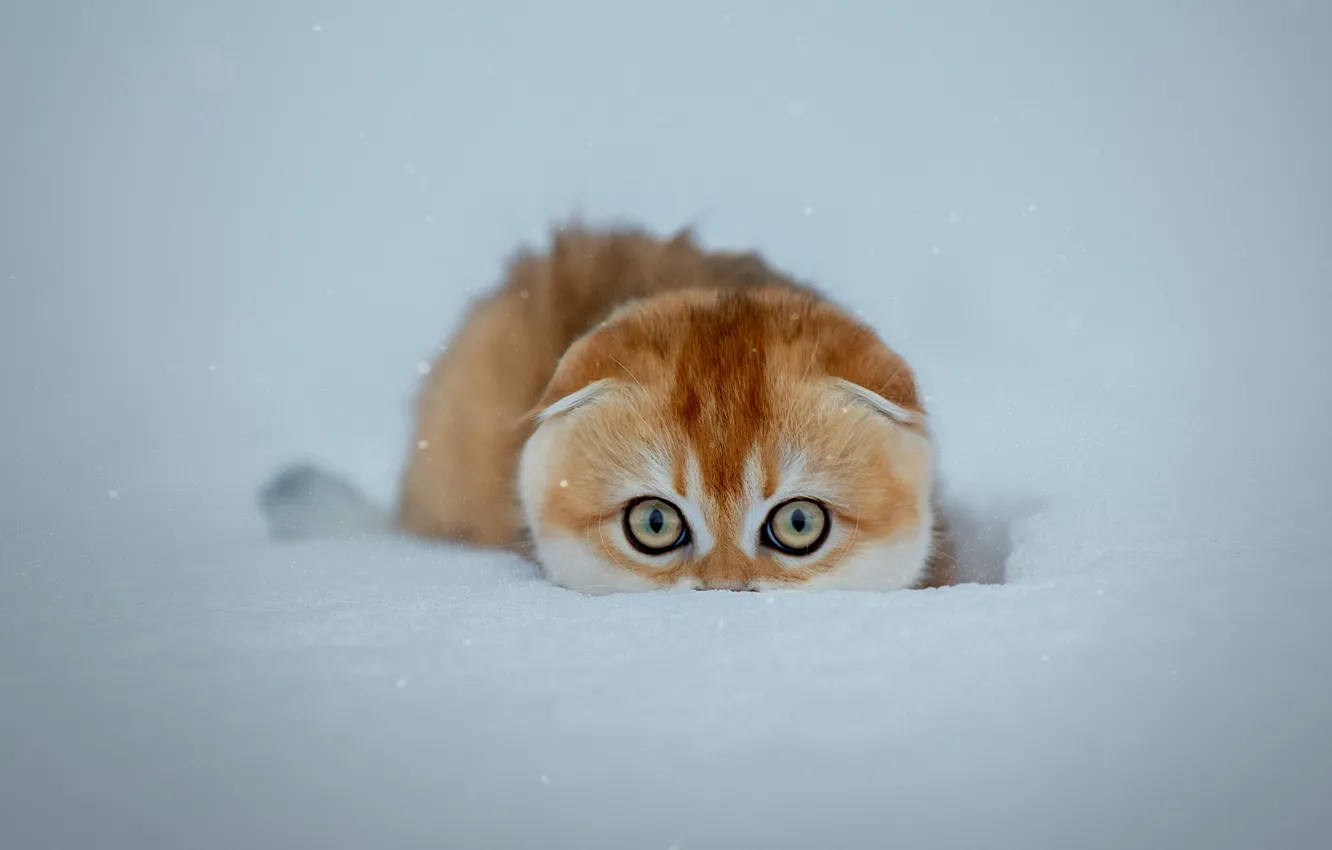 Фото обои кот, снег, cat, snow, Светлана Писарева