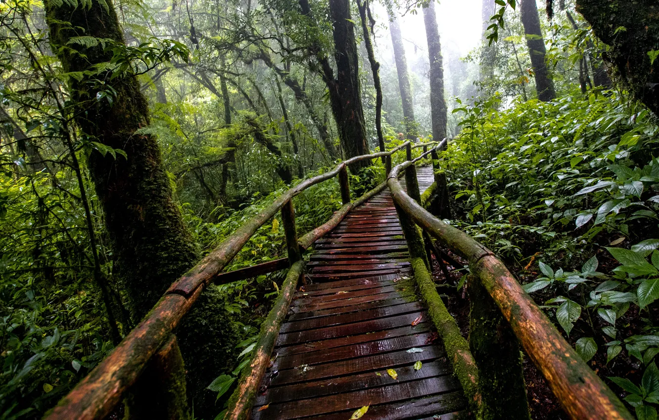 Фото обои лес, деревья, природа, дождь, дорожка