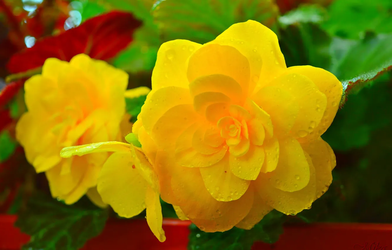 Фото обои Капли, Drops, Жёлтые цветы, Yellow flowers
