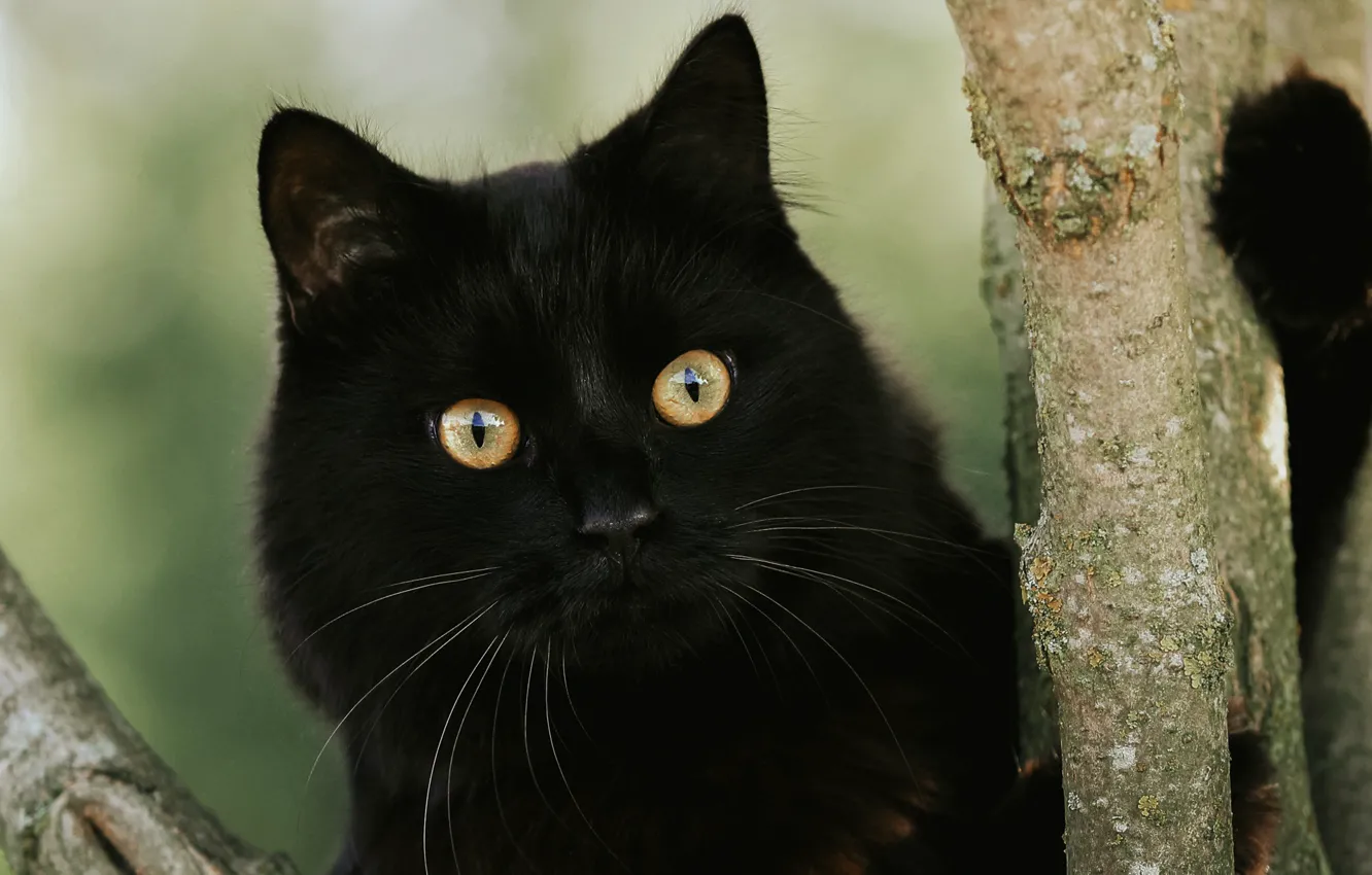 Фото обои кот, дерево, черный