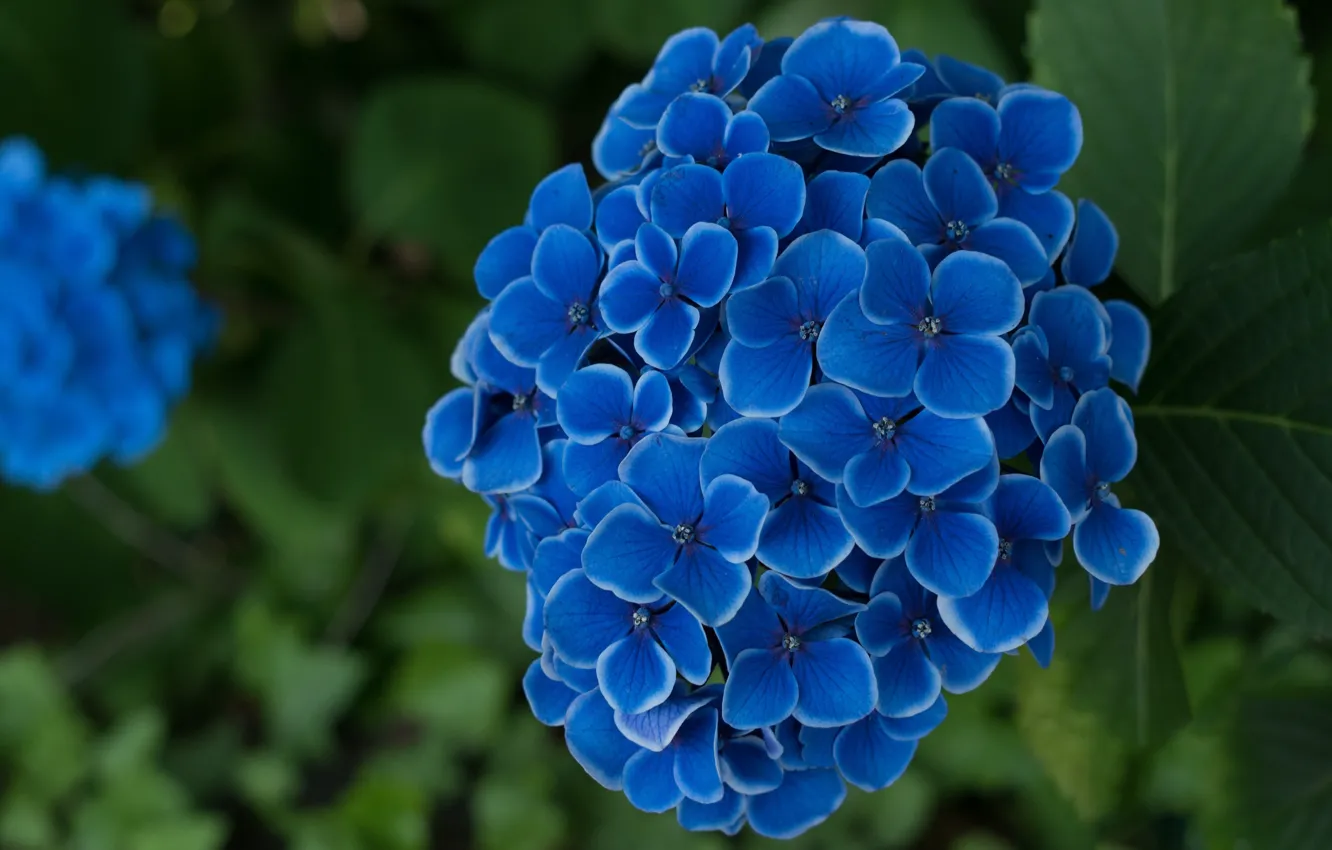 Большие Голубые Цветы