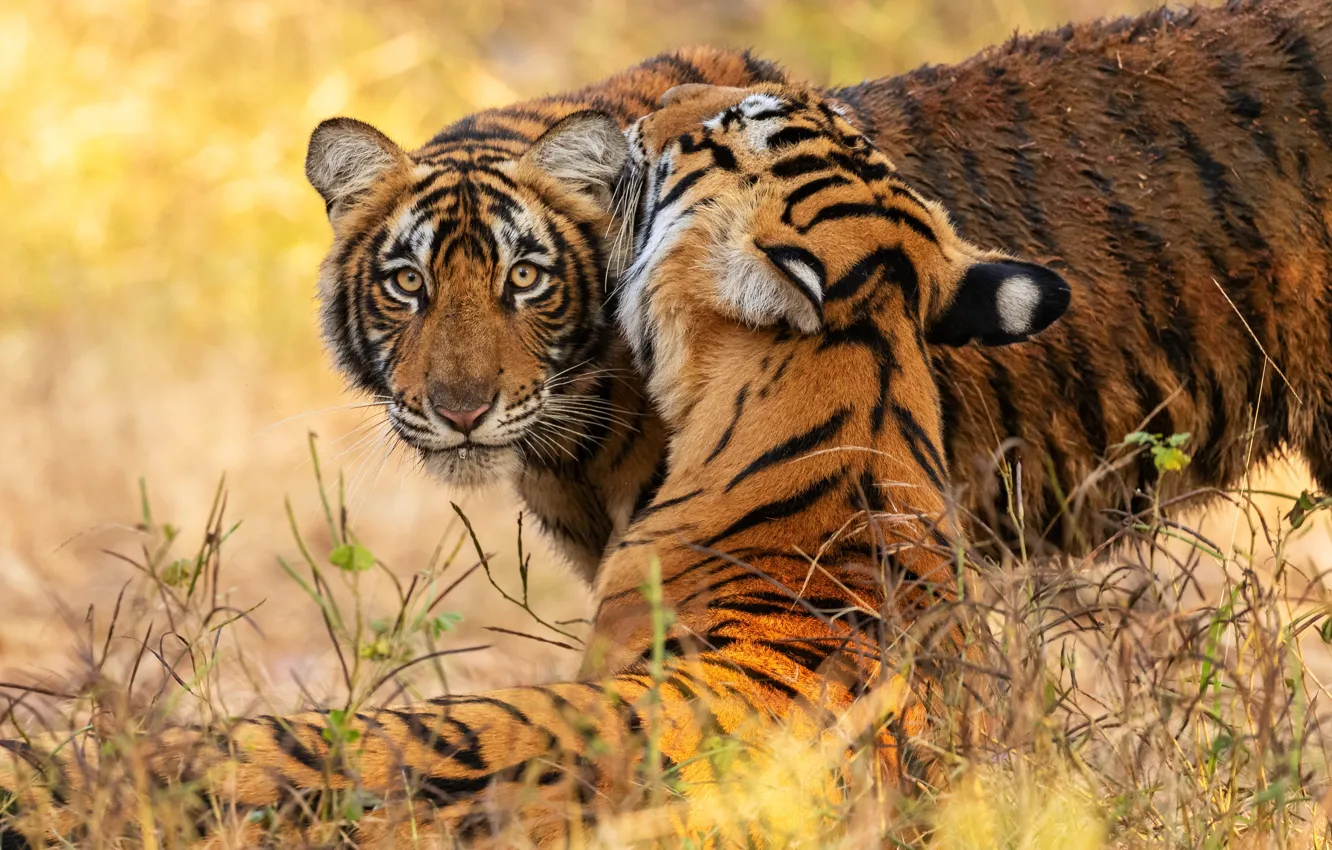 Фото обои трава, взгляд, морда, природа, тигр, тигры, тигрица, тигренок, позы, мать, два тигра
