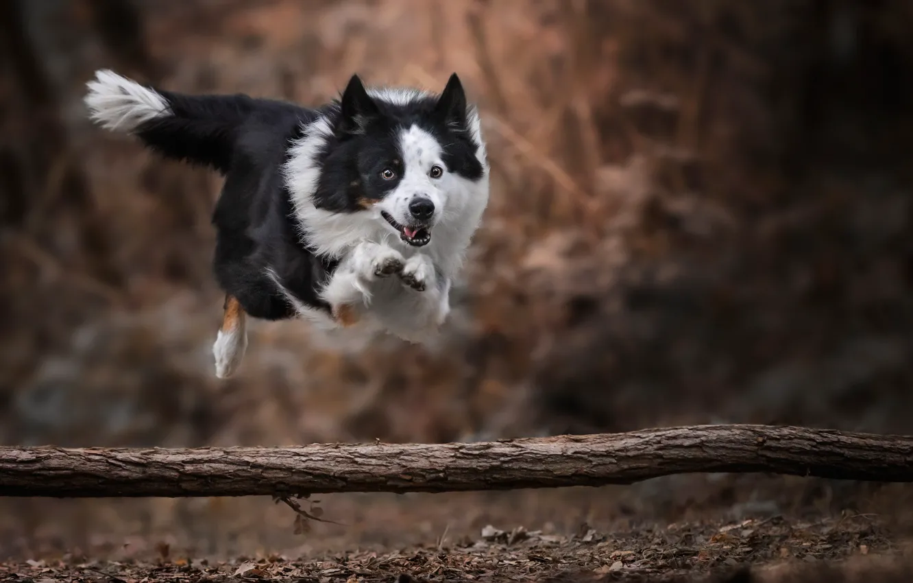 Фото обои прыжок, собака, боке, Бордер-колли