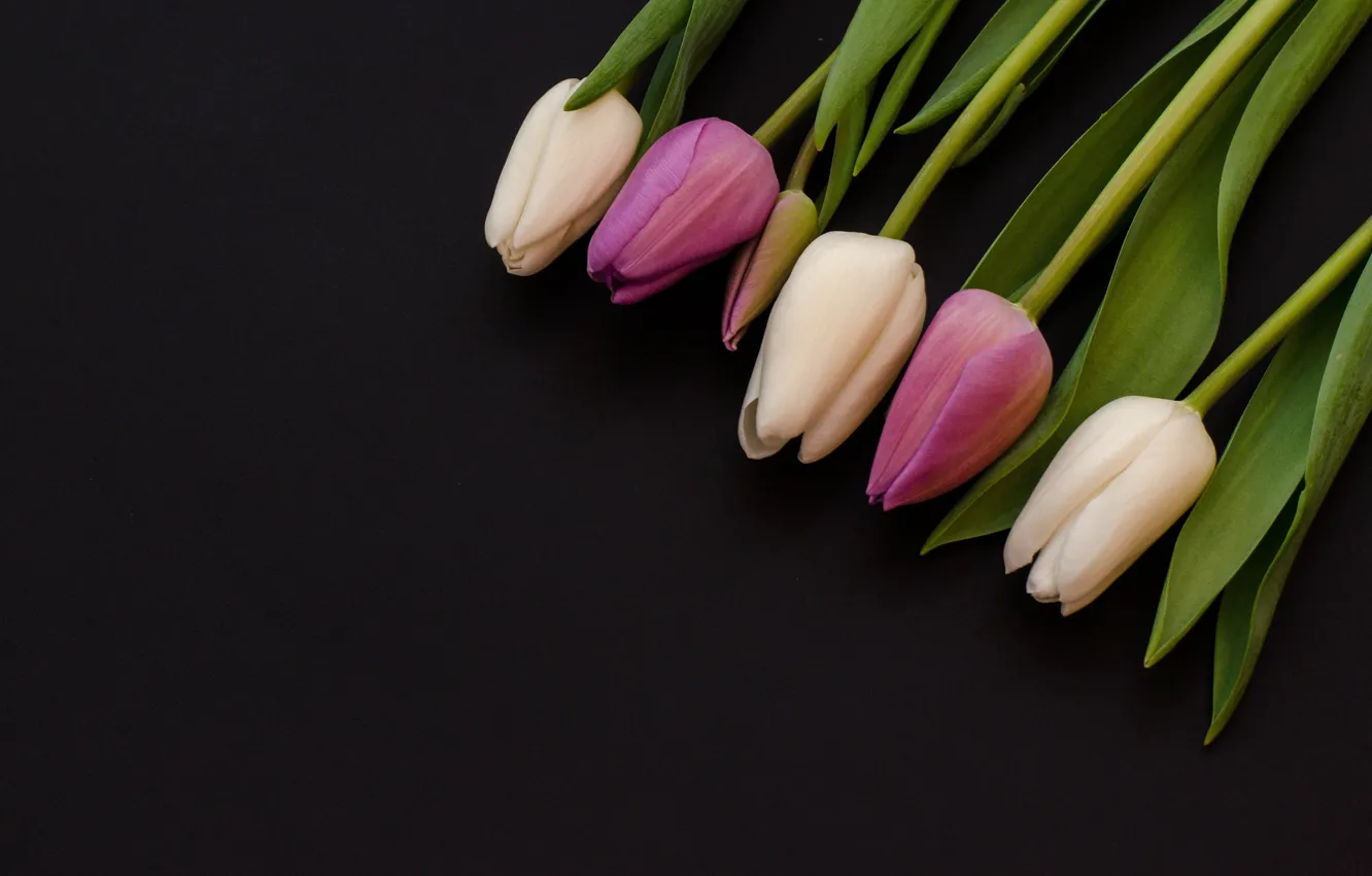 Фото обои цветы, фиолетовые, тюльпаны, white, белые, flowers, tulips, purple, violet