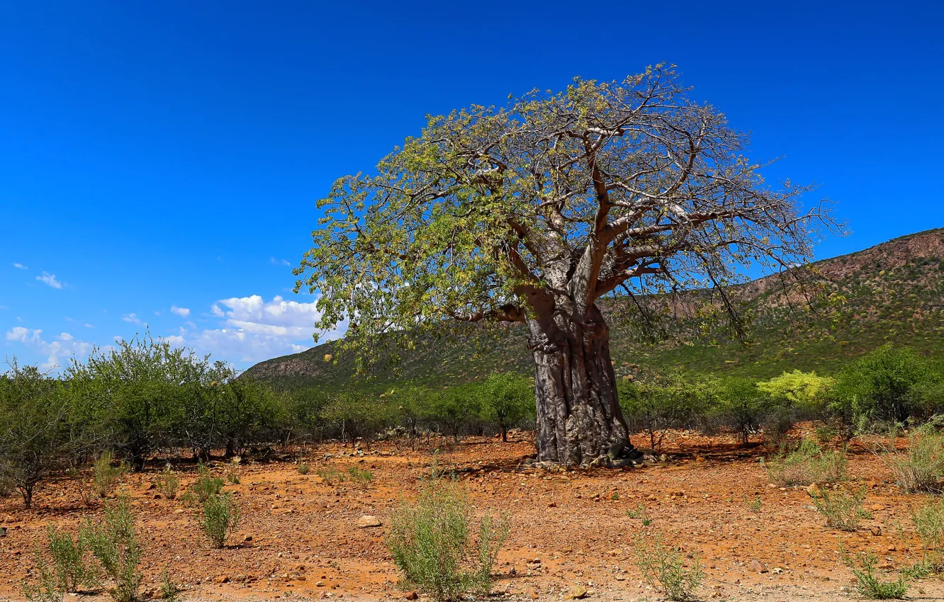 Фото обои пейзаж, Африка, Намибия