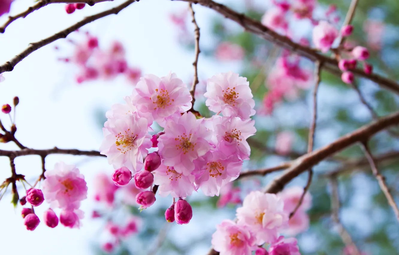Фото обои ветки, вишня, сакура, цветение, цветки, боке, бутончики