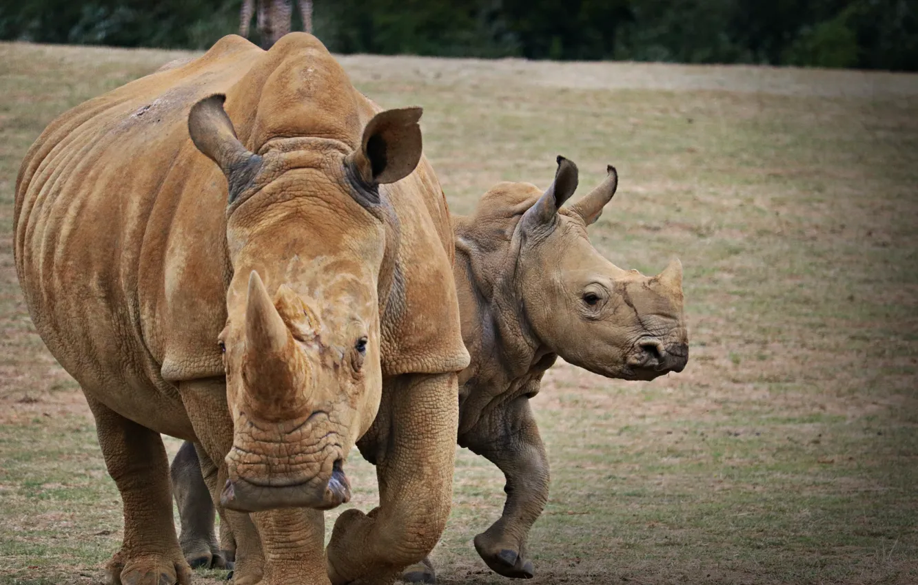 Фото обои rhino, Africa, african rhino, indian rhino