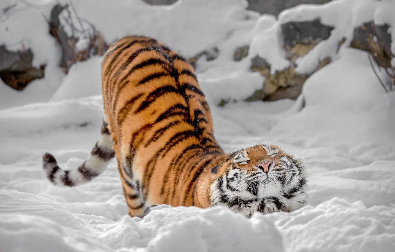 Фото обои зима, снег, тигр, киса, дикая кошка, потягушки, Олег Богданов