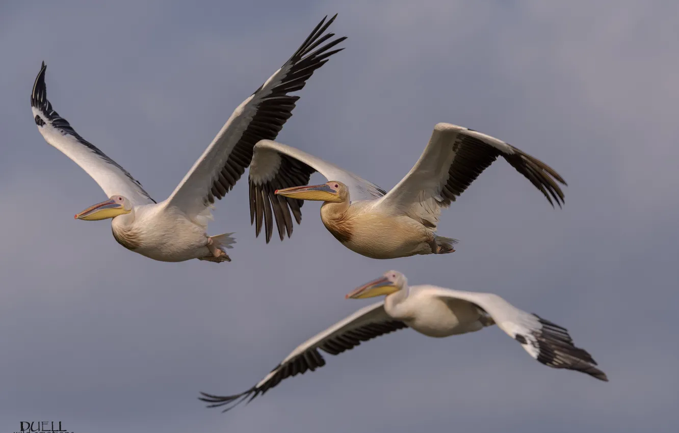 Фото обои птицы, полёт, пеликаны, DUELL ©