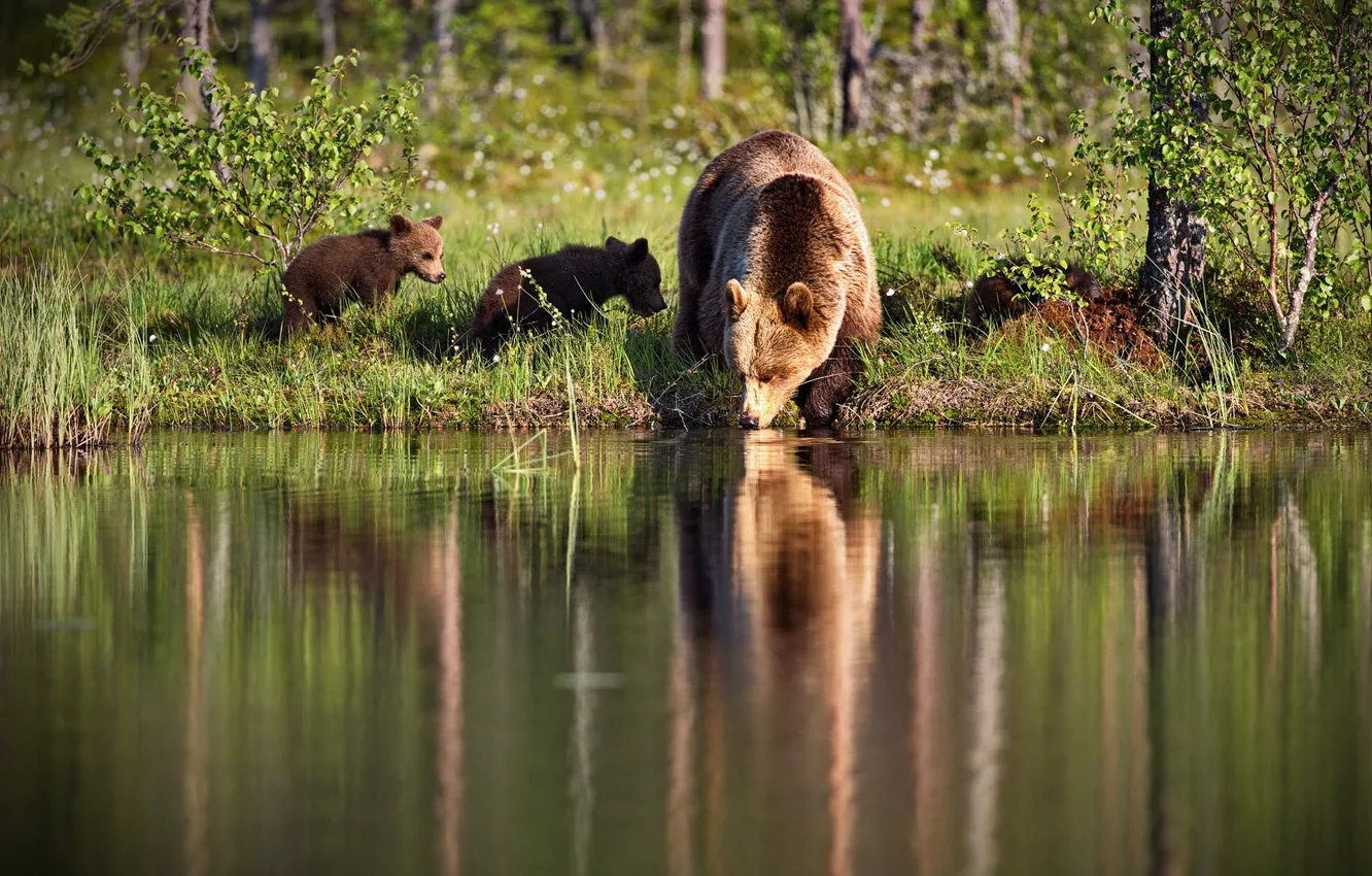 Фото обои трава, свет, природа, отражение, берег, медведи, медвежата, водоп...
