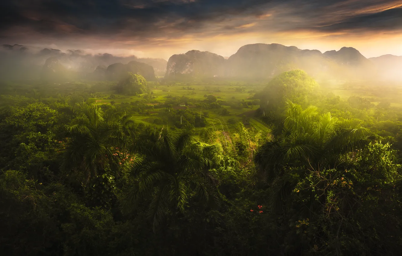 Фото обои горы, пальмы, поля, долина, джунгли, дымка