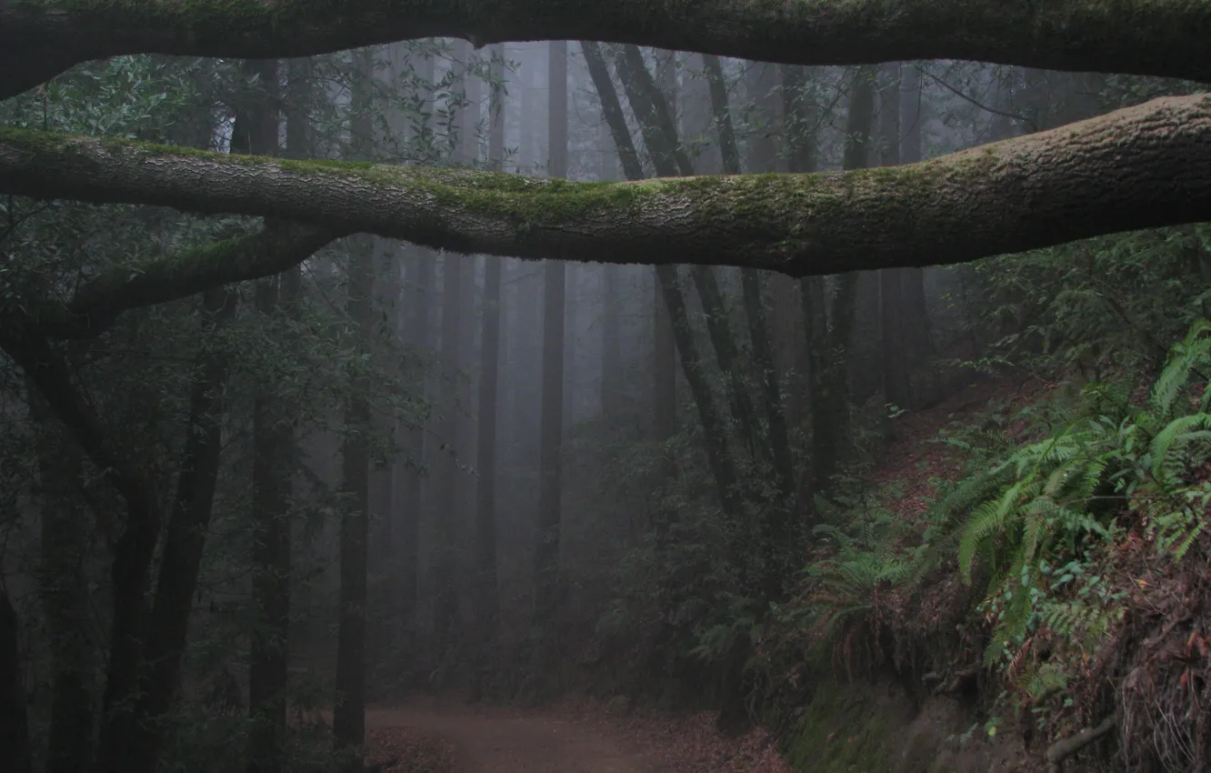 Фото обои лес, деревья, ветки, природа, туман, Калифорния, USA, США, тропинка, Окленд, California, Oakland, Woodminster, Вудминстер