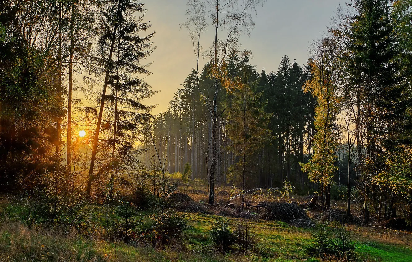Фото обои осень, лес, деревья, закат, Германия