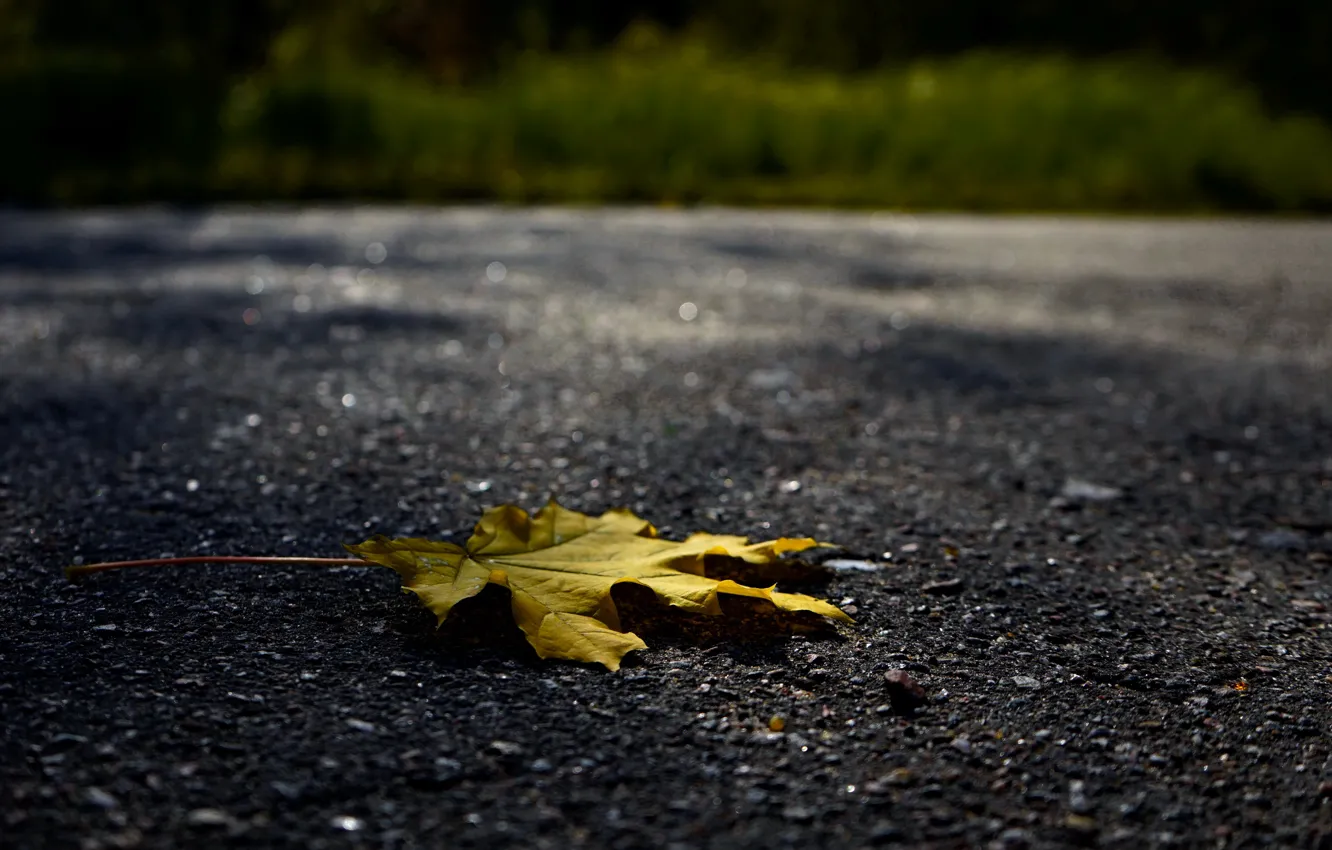 Фото обои осень, асфальт, лист, обои, желтый лист