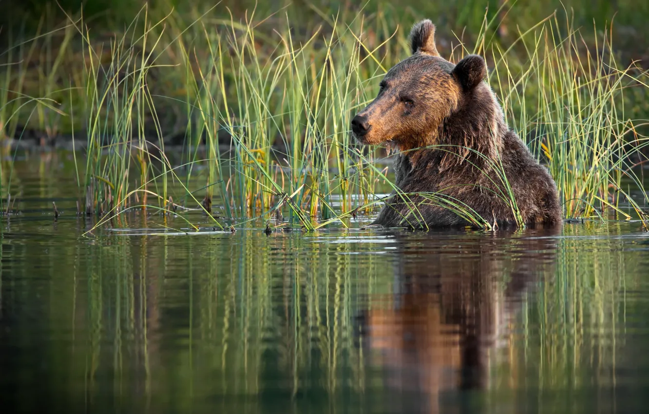 Фото обои трава, вода, природа, животное, хищник, медведь, бурый, Александр Перов