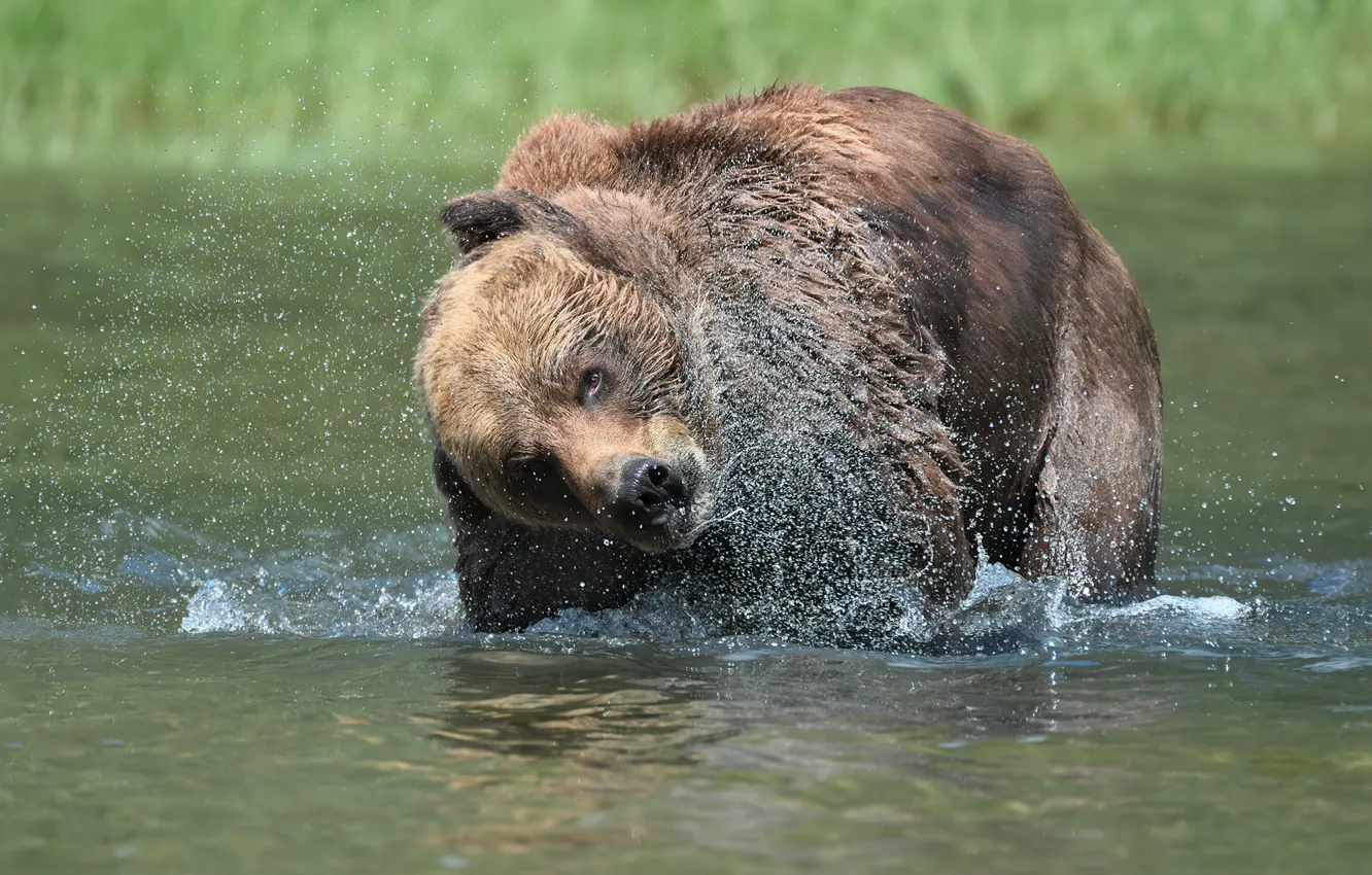 Фото обои брызги, медведь, купание, водоем. 