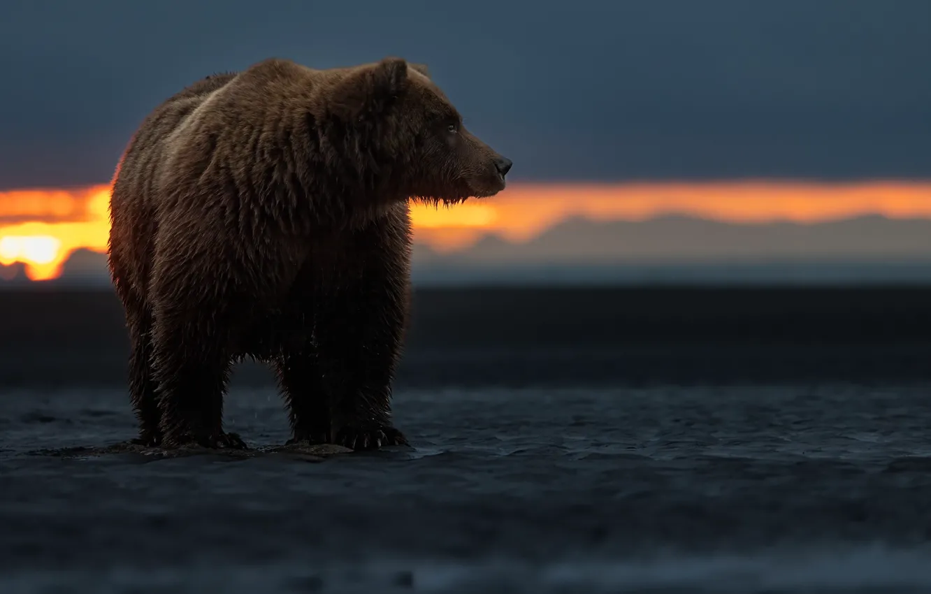 Фото обои закат, медведь, Аляска, топтыгин