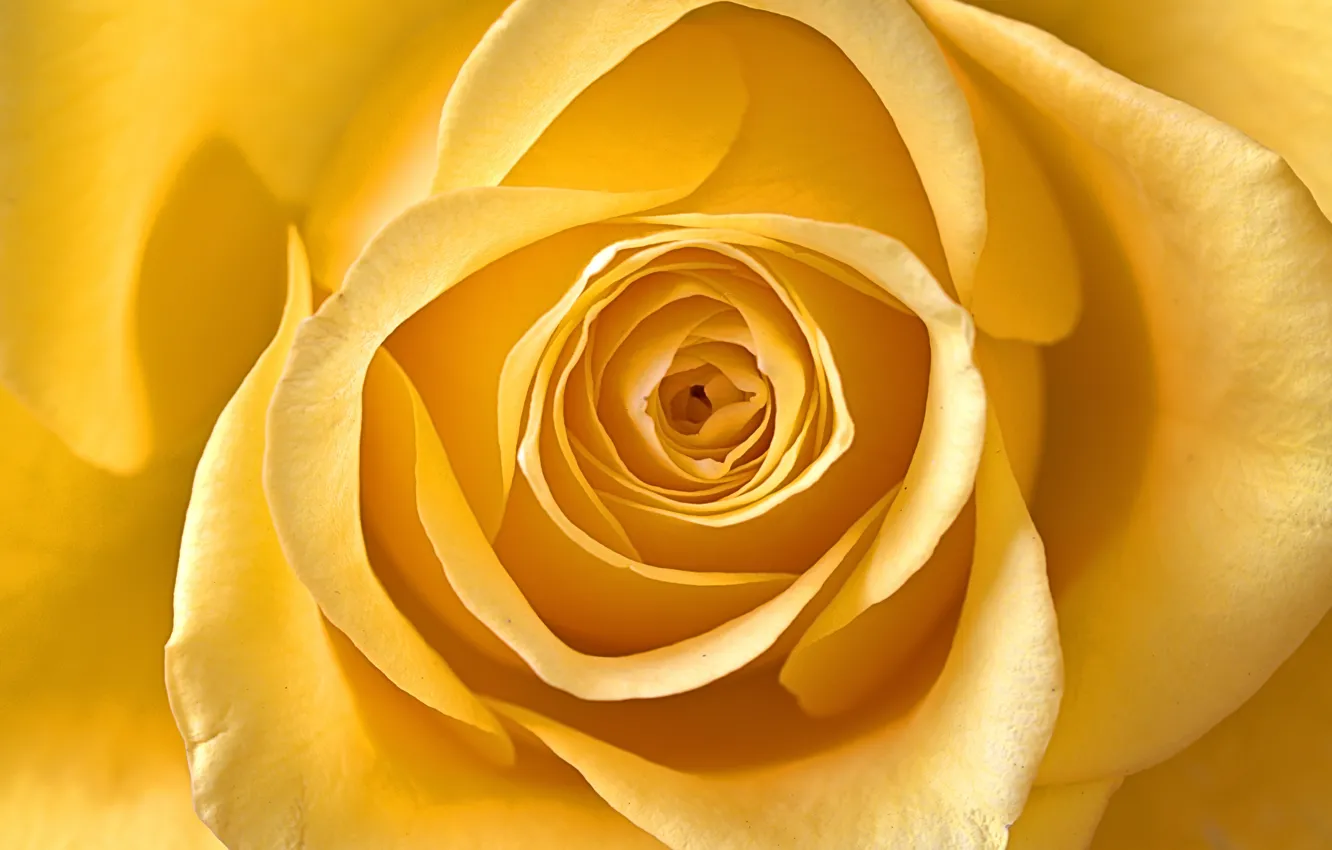 Фото обои макро, роза, лепестки, жёлтая