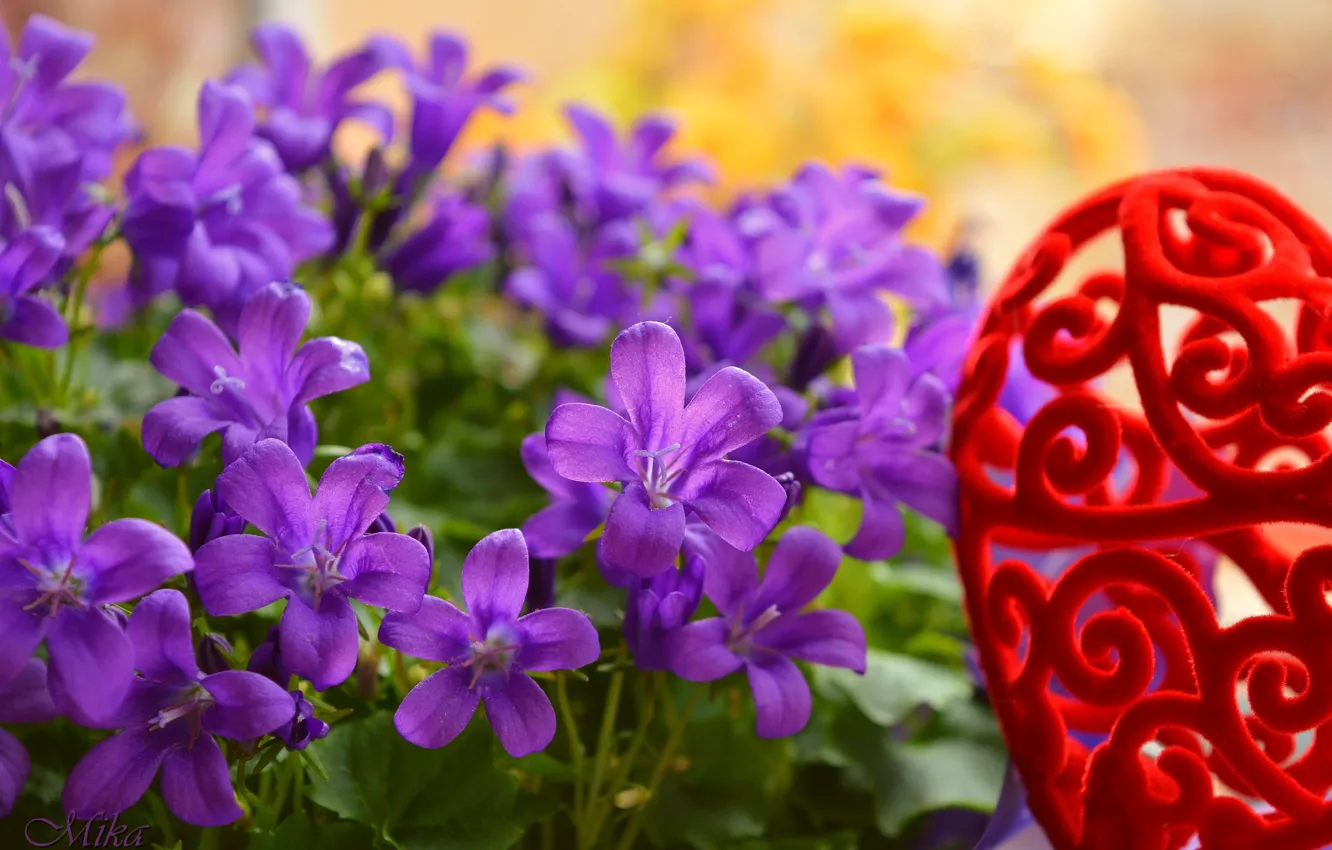 Фото обои Колокольчики, Цветочки, Flowers, Фиолетовые цветы, Purple flowers