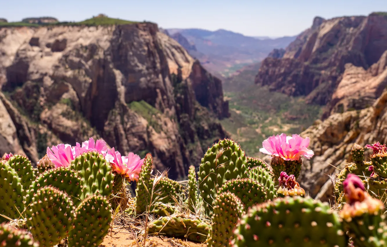 Фото обои пейзаж, цветы, горы, природа, долина, кактусы, Юта, США, цветение