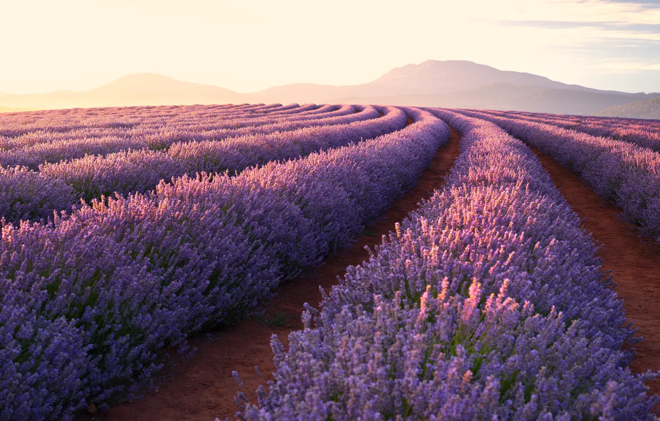 Фото обои поле, лето, небо, свет, цветы, весна, горизонт, sky, landscape, лаванда, lavender