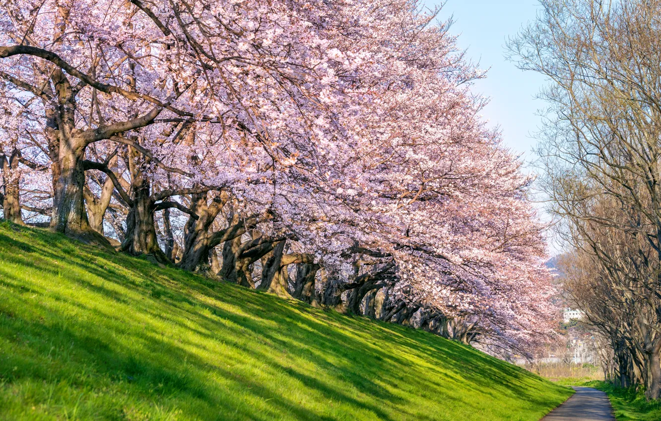 Фото обои вишня, парк, весна, Япония, сакура, Japan, цветение, landscape, pink, blossom, park, sakura, cherry, spring