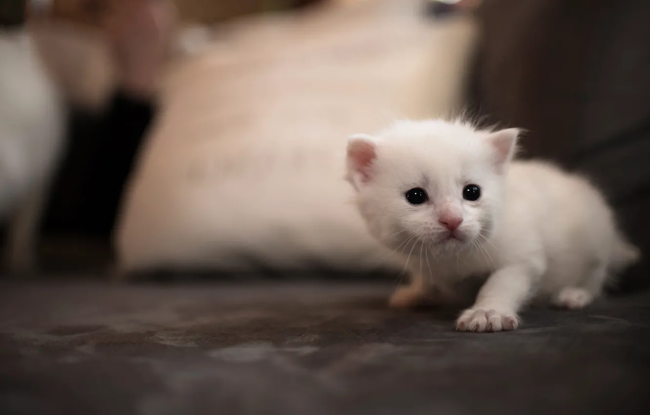 Белые Коты Фото Скачать