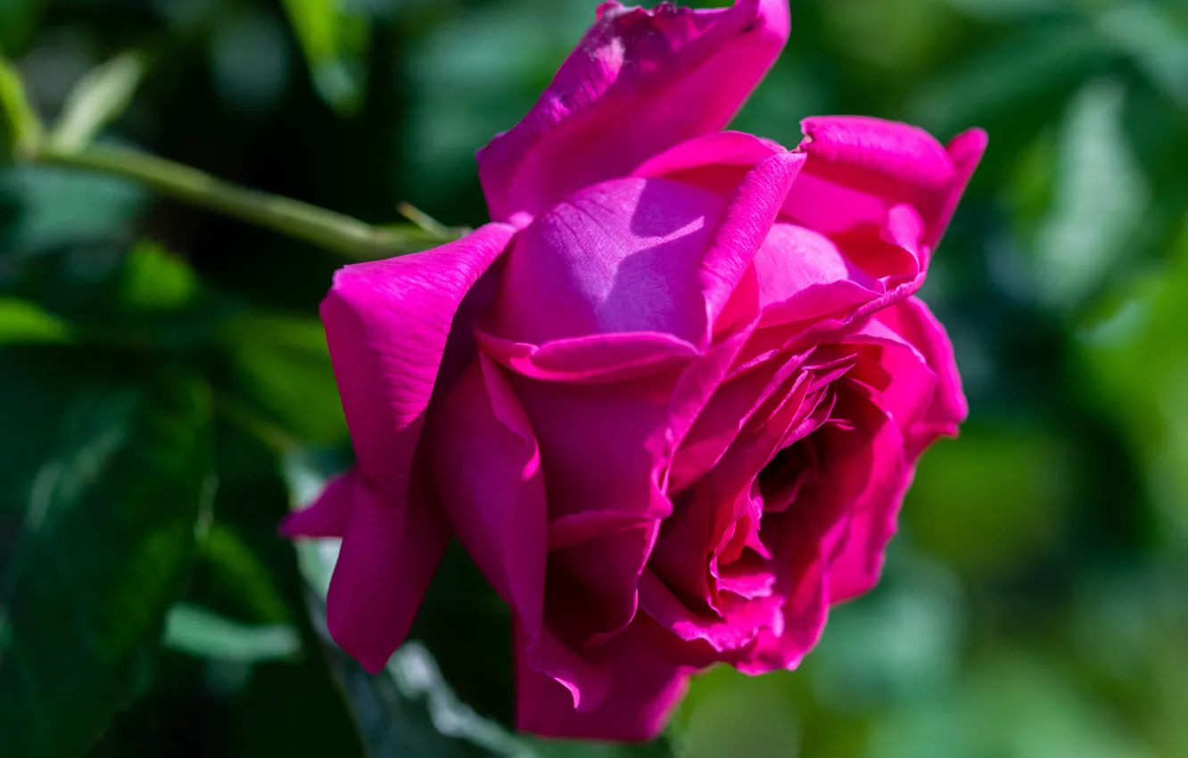Ярко розовые розы фото