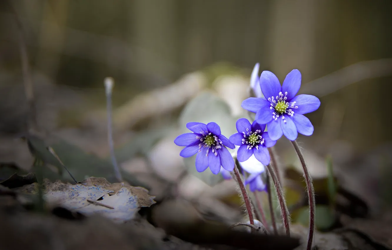 Фото обои весна, трио, боке, Перелеска, Печёночница, Валерий Верещако