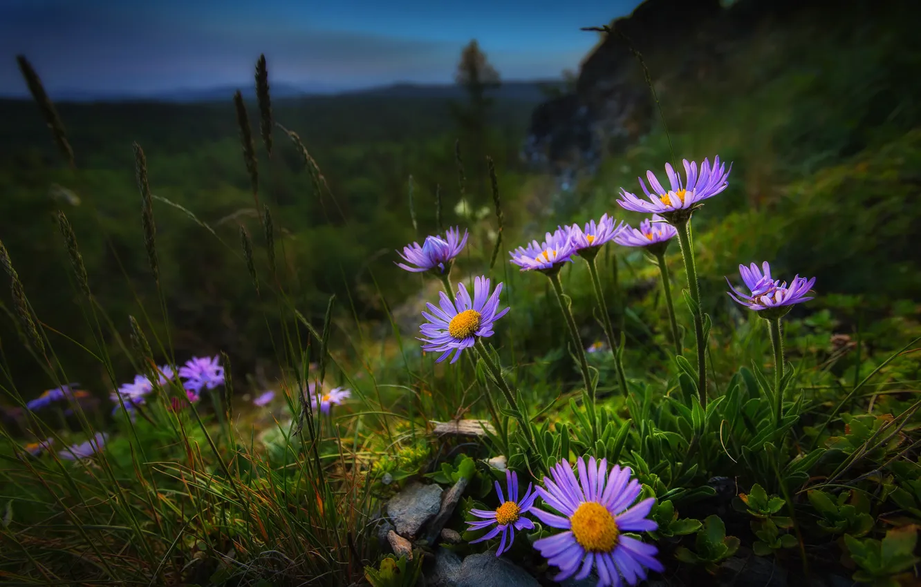 Фото обои трава, цветы, природа, склон, Павел Сагайдак