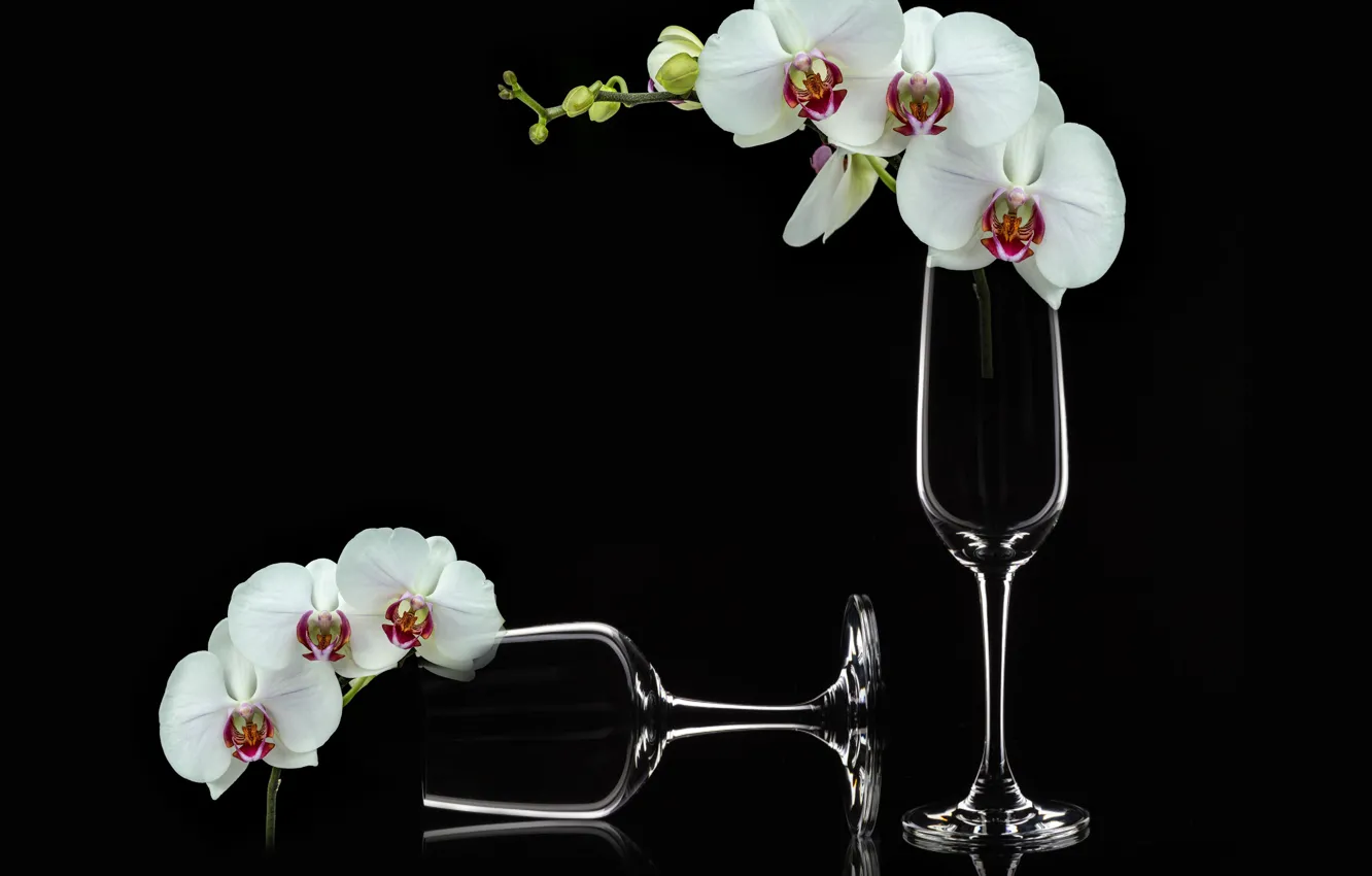 Фото обои white, flowers, phalaenopsis, orchids, champagne glass, flowers bouquet, still life closeup