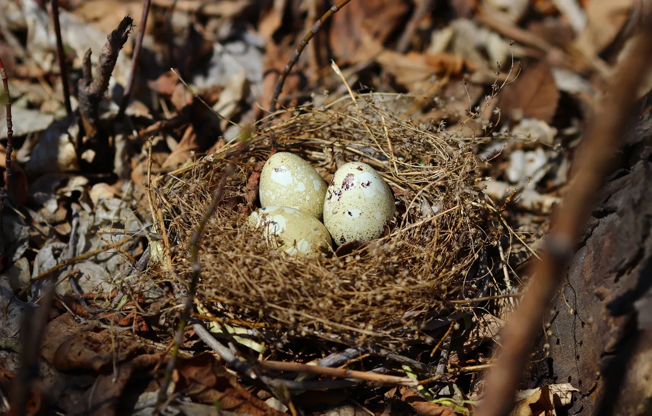 Фото обои куст, яйца, гнездо