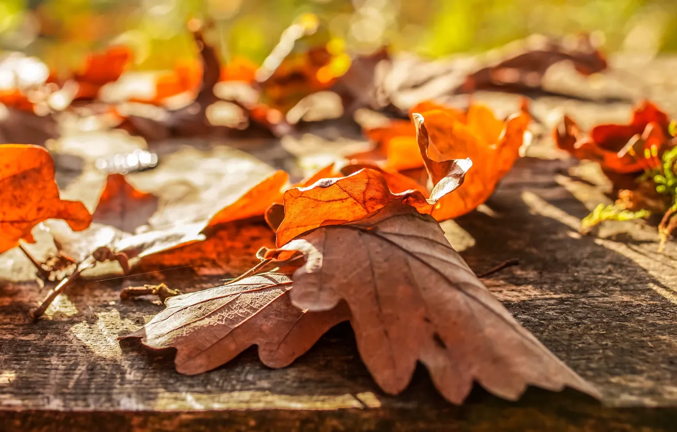 Обои осень, листья, свет, настроение, листва, доски, боке, дубовые, осенние листья картинки на рабочий стол, раздел природа - скачать