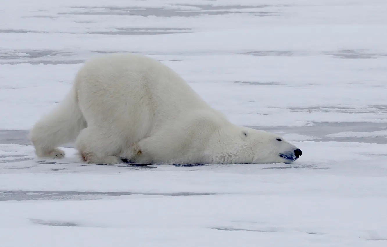 Фото обои зима, Полярный медведь, Белый медведь