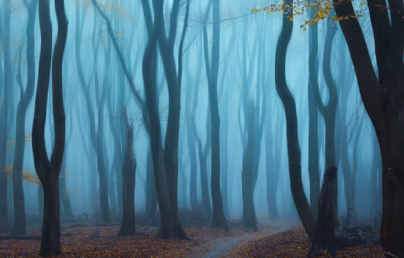 Фото обои лес, деревья, туман, forest, trees, fog, Yeh