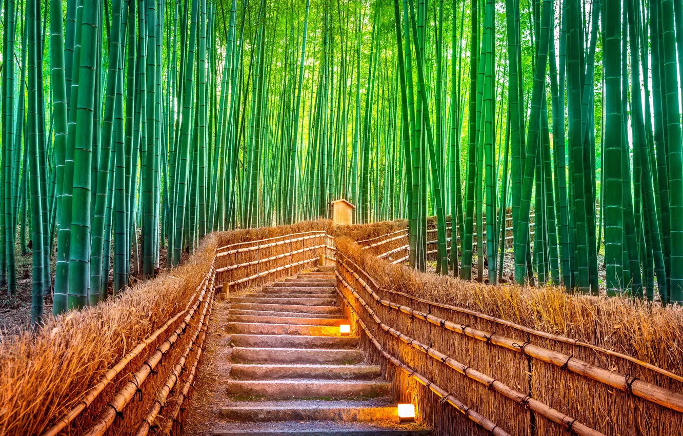 Фото обои лес, тропа, Япония, Tokyo, forest, bamboo, Japanбамбук