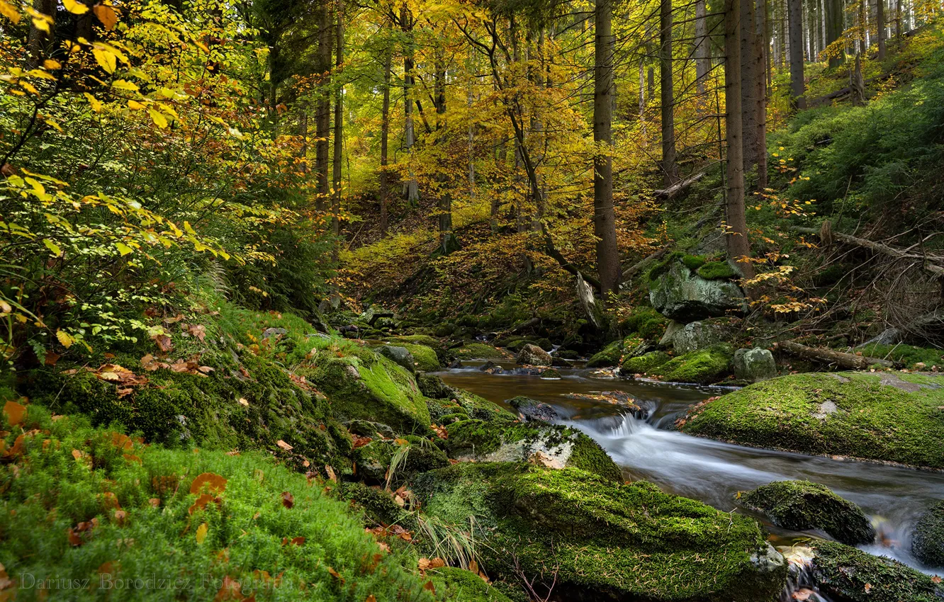 Фото обои осень, лес, деревья, ручей, мох, Польша, Poland, Karkonosze National Park, Карконошский национальный парк