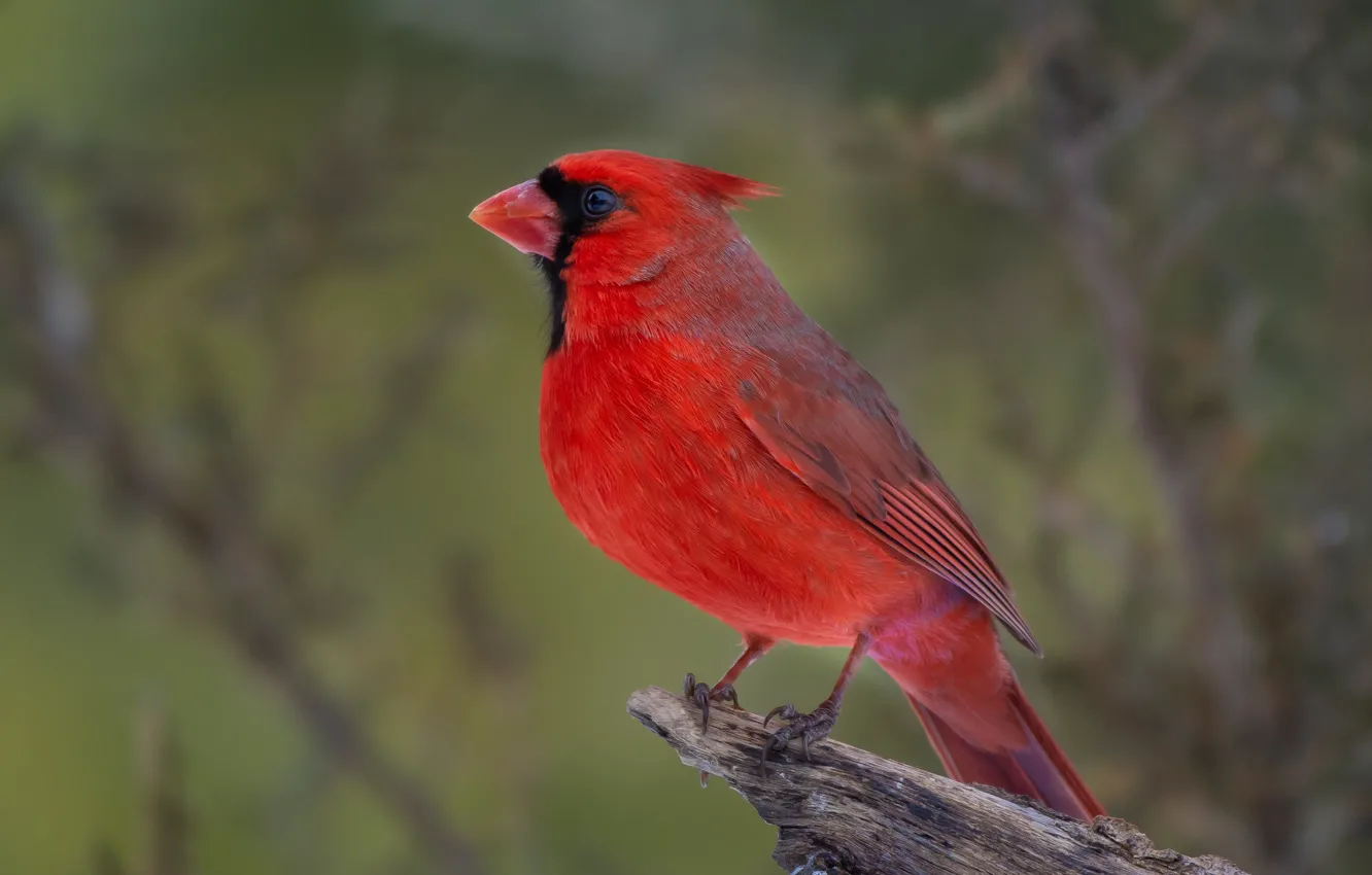 Фото обои природа, птица, сук, кардинал