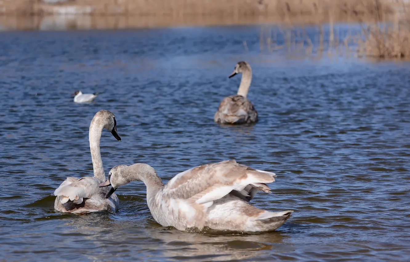 Фото обои озеро, весна, лебеди