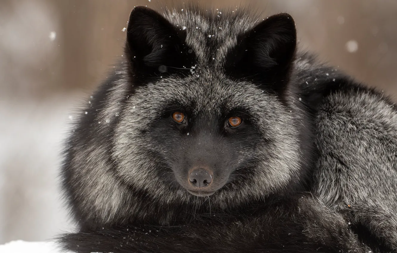 Фото обои взгляд, морда, снег, лиса, Чернобурая лисица