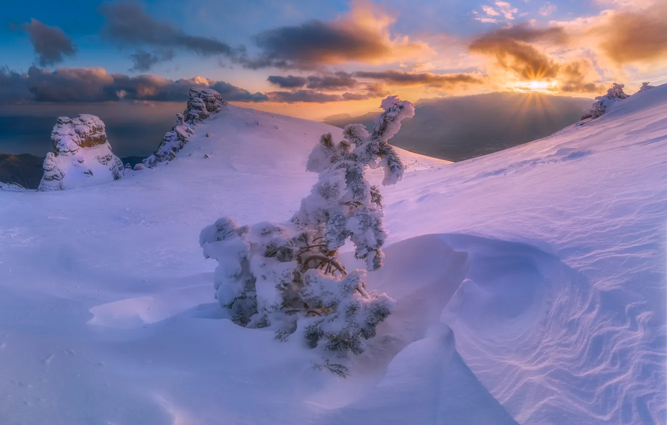 Фото обои зима, снег, пейзаж, горы, природа, Крым, Демерджи, деревца, Константин Воронов